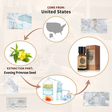 AKARZ Evening Primrose Oil - Natural Aromatherapy Carrier Base Oil for Face and Body - DIY Massage Aroma - United States